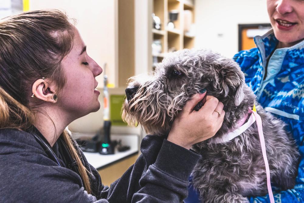 Types of Veterinary Jobs at a Nonprofit Hospital DoveLewis